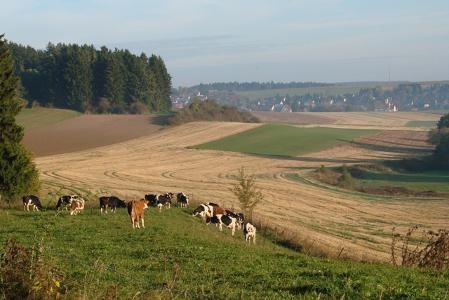 In der Mitte ein gemähtes Feld. Im Vordergrund eine Herde Kühe auf grüner Wiese. Im Hintergrund sind Häuser und der blaue Himmel. Links sind Bäume.