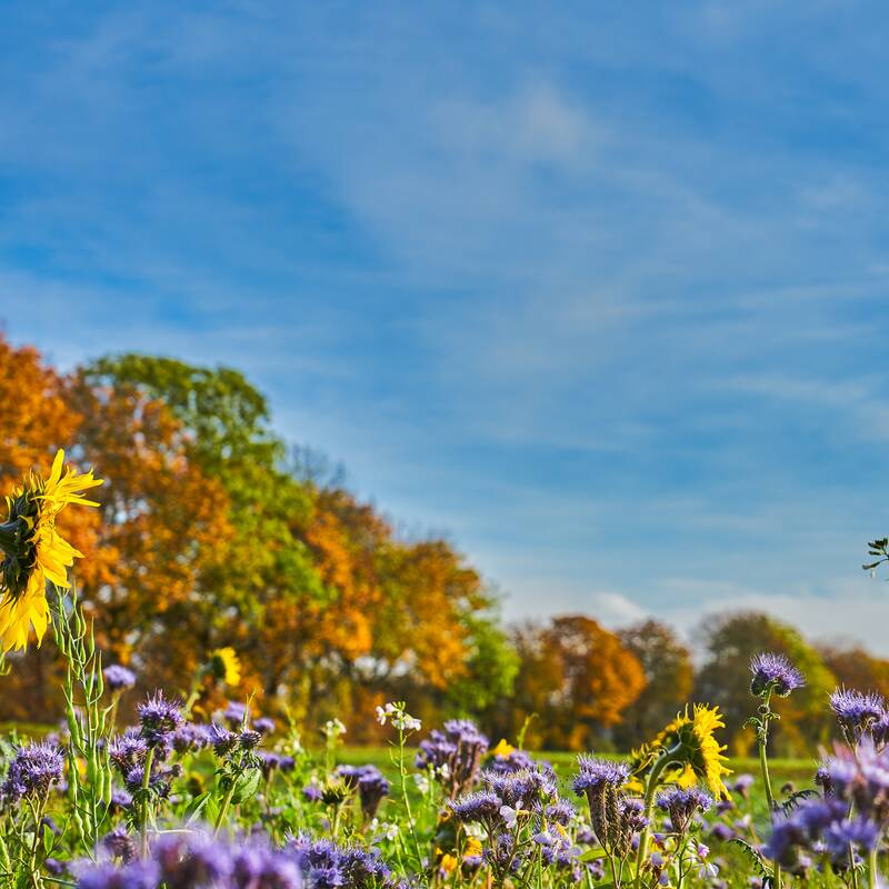 Ein Feld mit blühenden lila und einzelnen gelben Blumen vor einem Hintergrund aus bunten Herbstbäumen unter einem blauen Himmel.