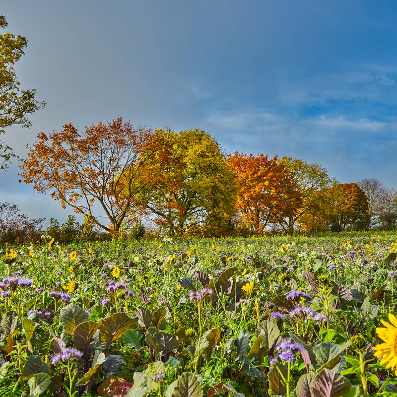Eine blühende Wiese mit bunten Wildblumen und Sonnenblumen erstreckt sich vor einer Reihe von Bäumen mit Herbstlaub unter einem teils bewölkten Himmel.