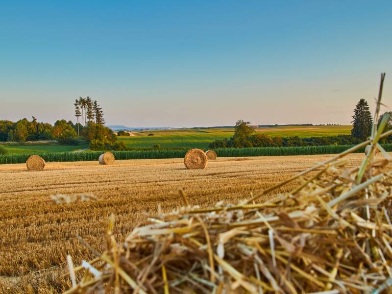 Eine weite Landschaft mit goldenen Strohballen auf einem abgeernteten Feld unter klarem blauem Himmel.