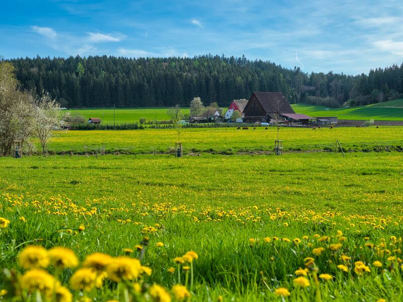 Eine grüne Wiese mit blühendem Löwenzahn erstreckt sich vor einem Bauernhof und einem dichten Wald unter einem blauen Himmel.