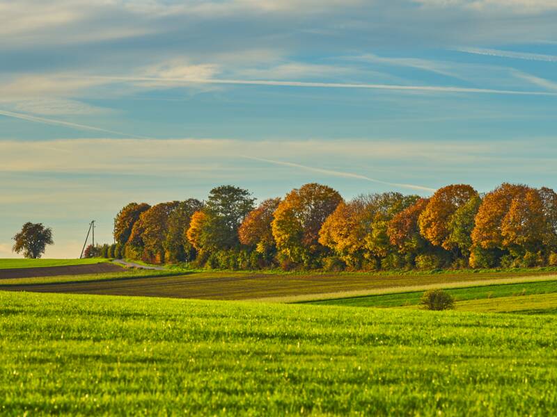 Eine weite grüne Wiese erstreckt sich bis zu einer Baumreihe mit herbstlich verfärbtem Laub unter einem blauen Himmel mit leichten Wolken.