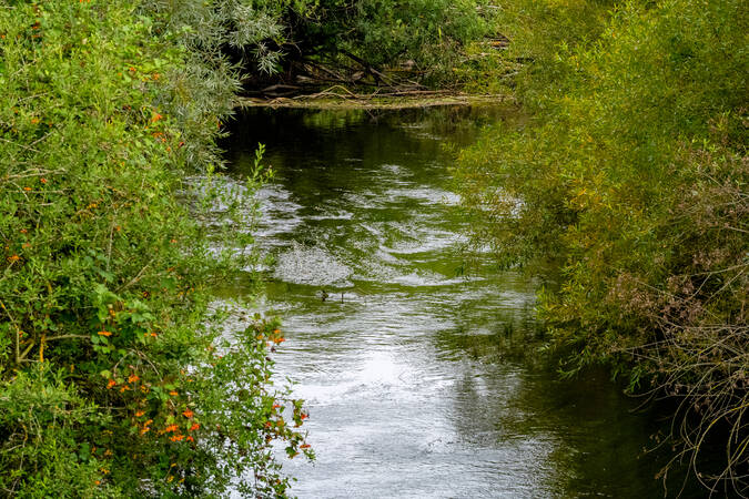 Ein ruhiger Fluss fließt durch dichtes, grünes Gebüsch.